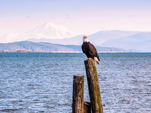 Bald Eagle