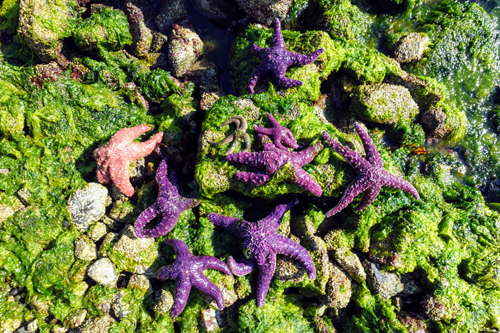 purple starfish